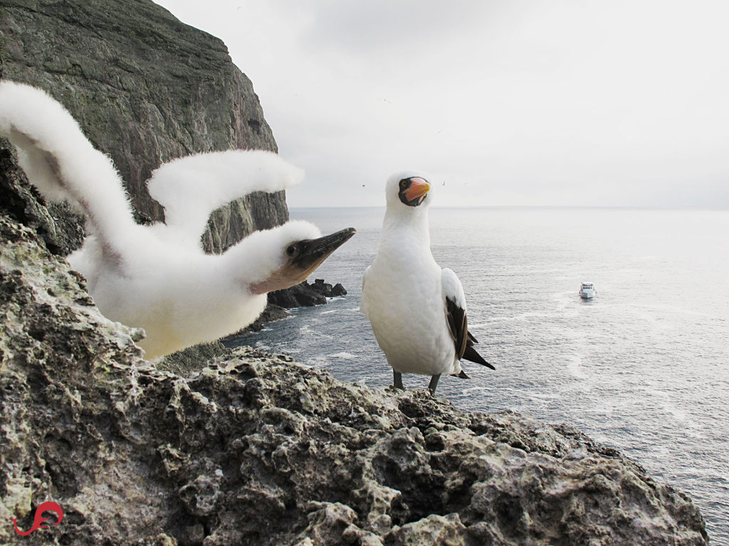 Booby and baby © Sten Johansson