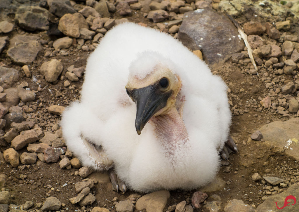 The Chick © Sten Johansson