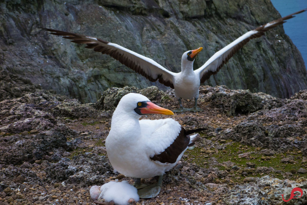 Land of the boobies © Sten Johansson