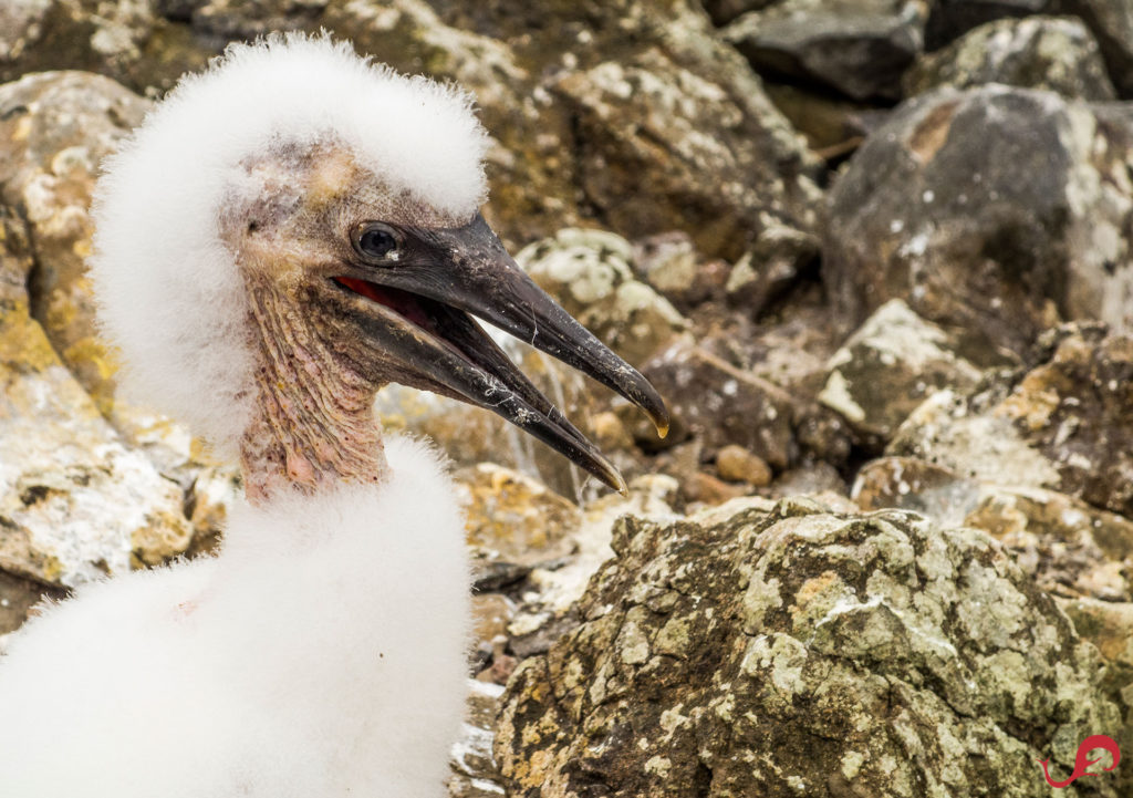 Necked booby © Sten Johansson