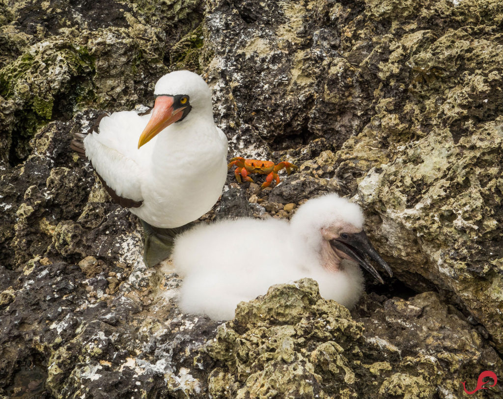 Two boobies and a crab © Sten Johansson