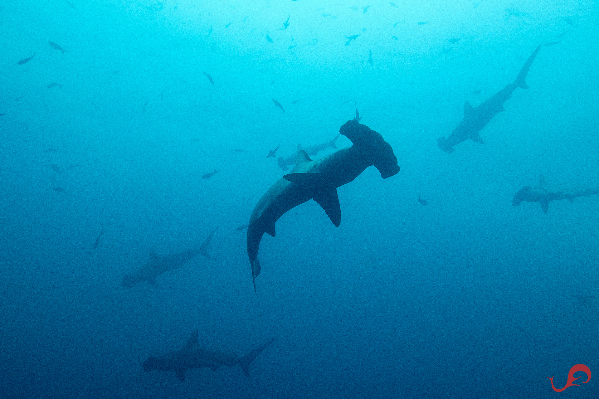Malpelo hammerhead sharks overhead © Sten Johansson