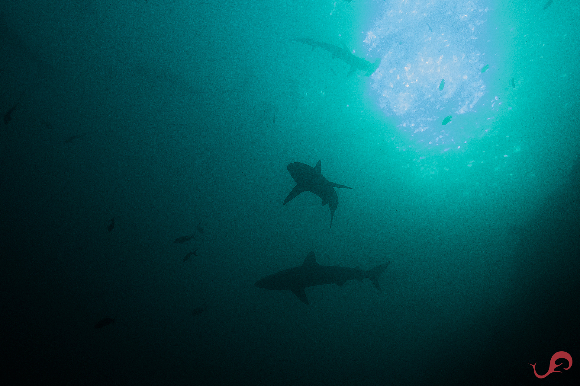Malpelo sharks silhouette, April 2019 © Sten Johansson