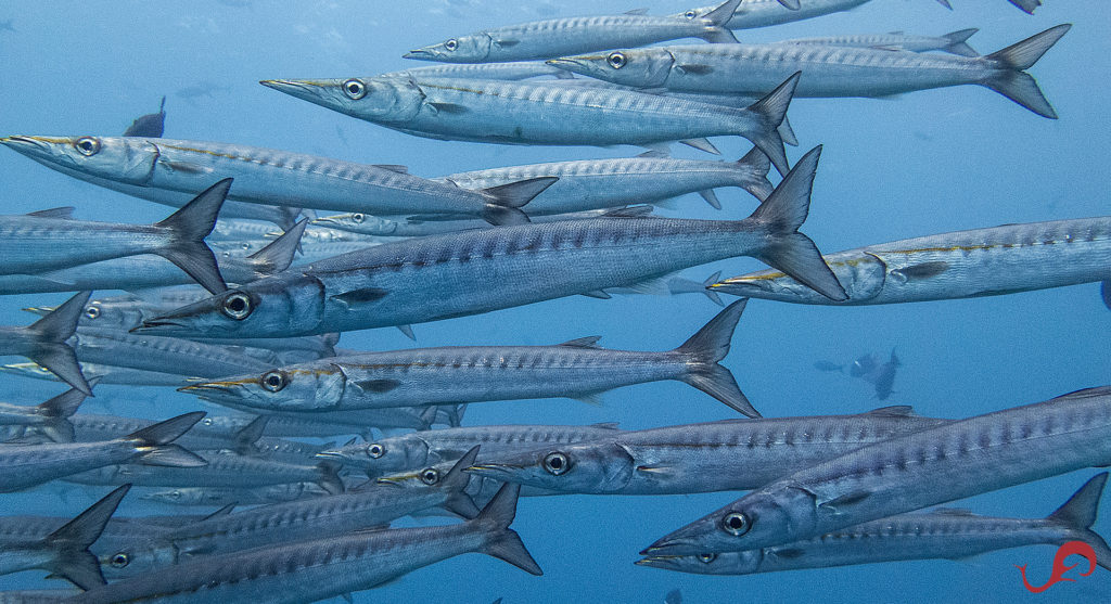 Mmm... barracudas! © Sten Johansson