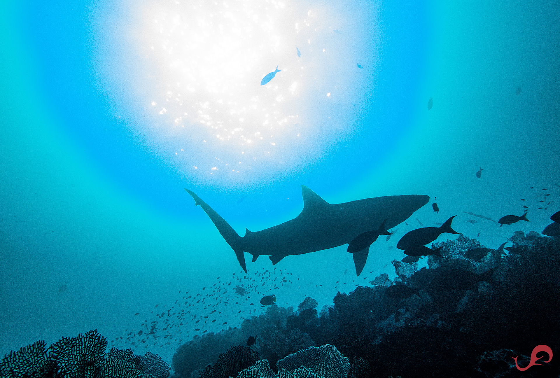 Malpelo Galapagos shark, April 2019 © Sten Johansson