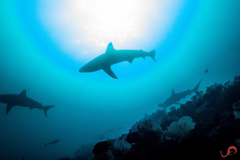 Malpelo Galapagos sharks, April 2019 © Sten Johansson