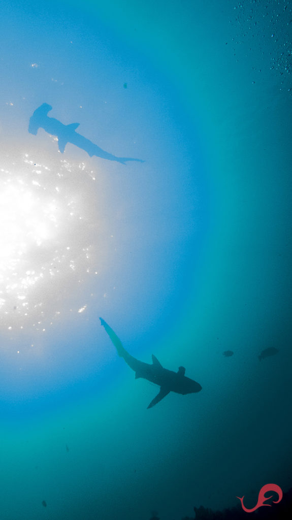 Malpelo hammerhead and Galapagos sharks silhouette © Sten Johan