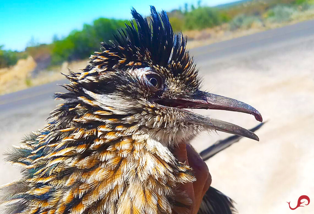 Running into a roadrunner on our way to fishing in the Pacific
