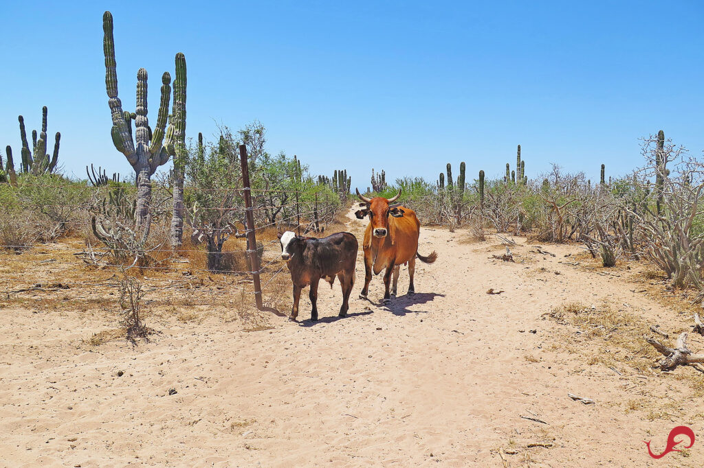 Suicidal cows running into our truck on our way to fishing in the Pacific