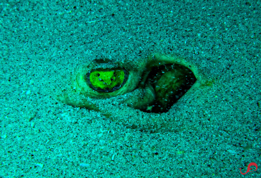 Eye of the stingray © Sten Johansson