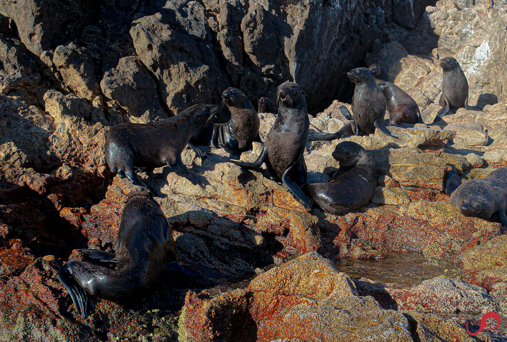 Exploring Baja in the Pandemic: Guadalupe fur seals at Las Animas © Sten Johansson