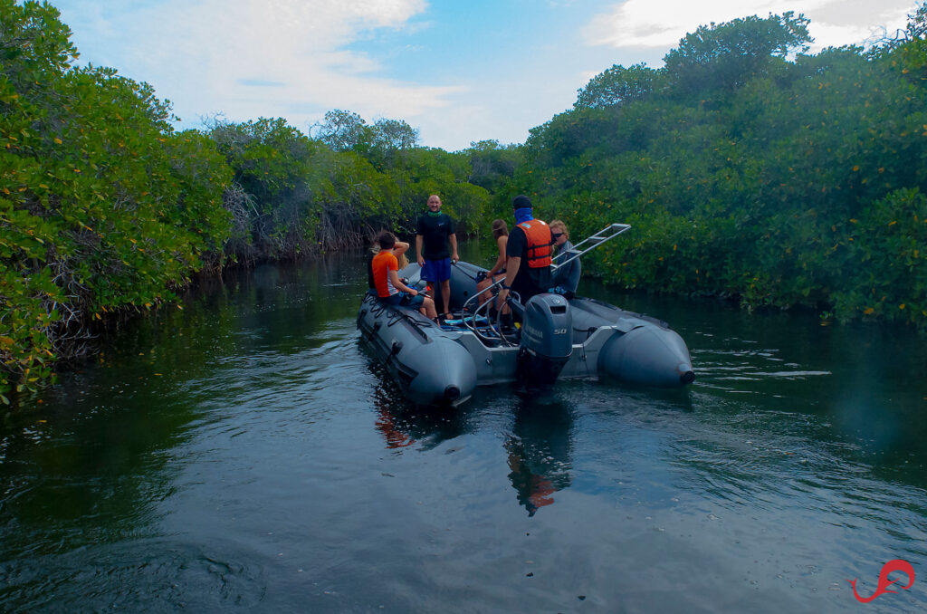 Exploring Baja in the Pandemic: Mangrove tour at San Jose Island © Sten Johansson