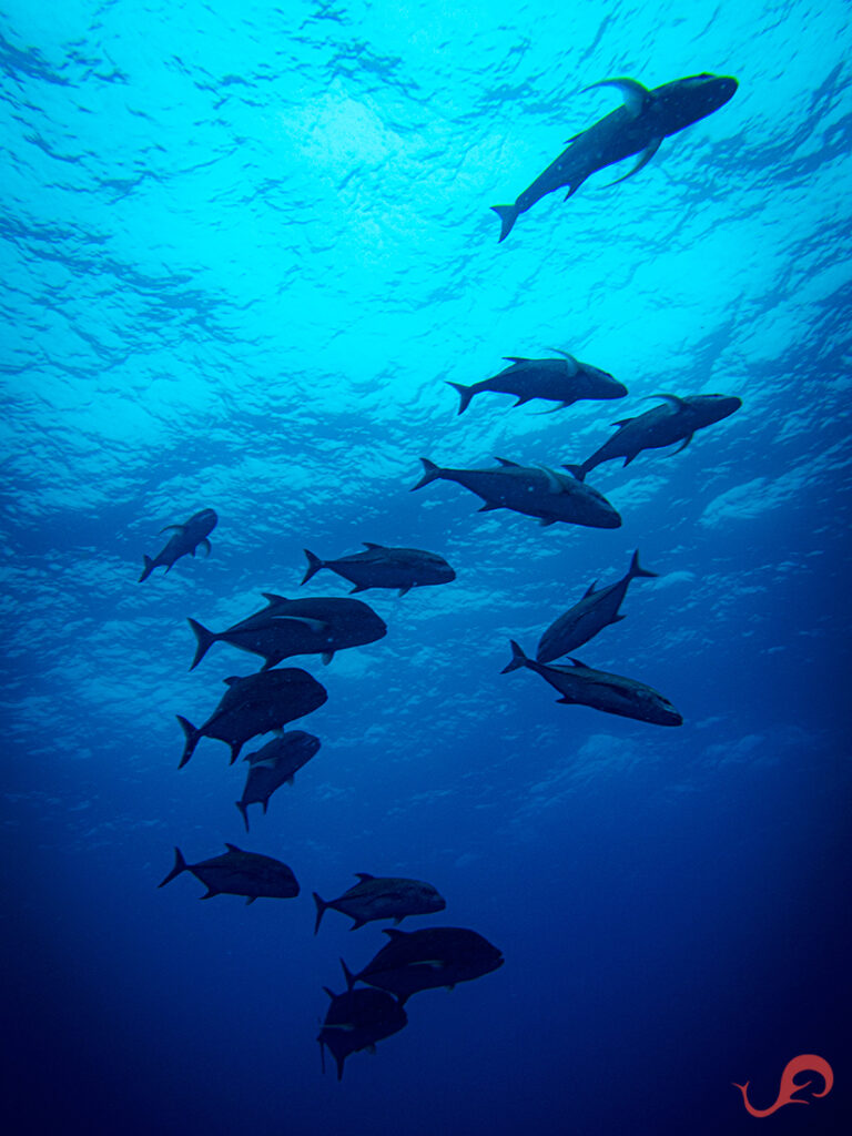 Bluefin trevallies, Malpelo trip 2025 © Jamtsisu