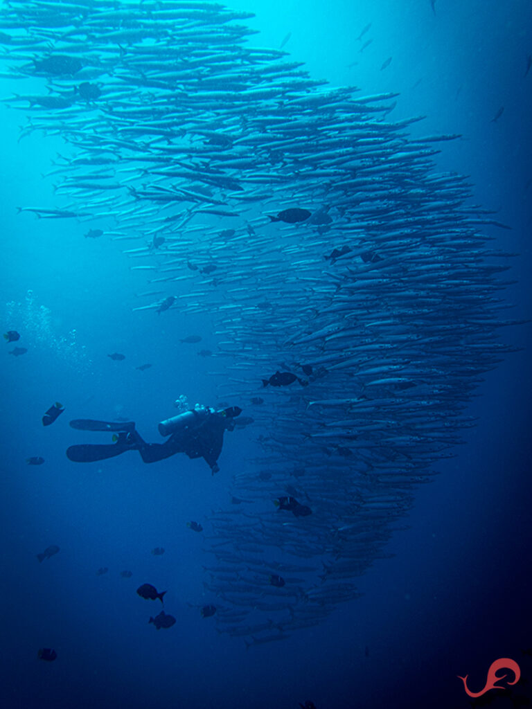 Diver and school of barracudas at Malpelo Island © Jamtsisu