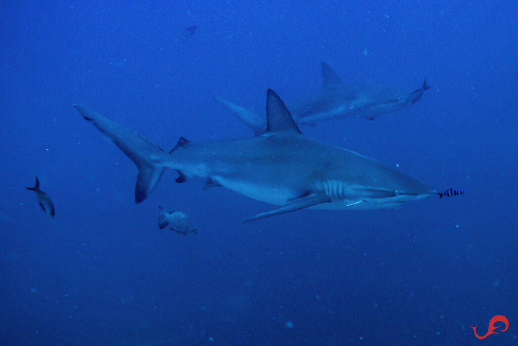 Galapagos shark with a stingray barb, Malpelo winter trip © Jamtsisu
