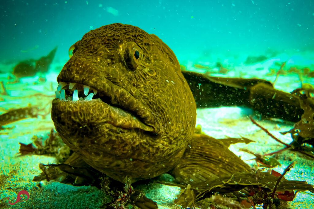 Juvenile wolf eel © Sten Johansson