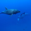 Socorro dolphin and manta © Sten Johansson