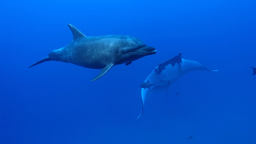 Socorro dolphin and manta © Sten Johansson