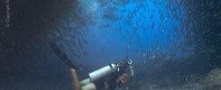 Sten and scads in the Sea of Cortez © Richard Salas