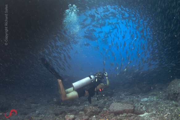 Sten and scads in the Sea of Cortez © Richard Salas