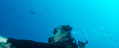 Having a bad hair day in Malpelo - courtesy of Steven Trainoff ©