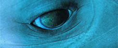 Eye of the dolphin © Sten Johansson