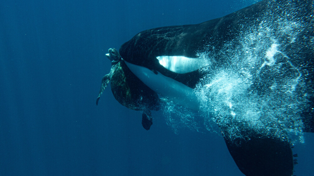 Orca drowning turtle © Sten Johansson - Jamtsisu