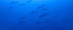 School of hammerhead sharks on Malpelo winter trip © Jamtsisu