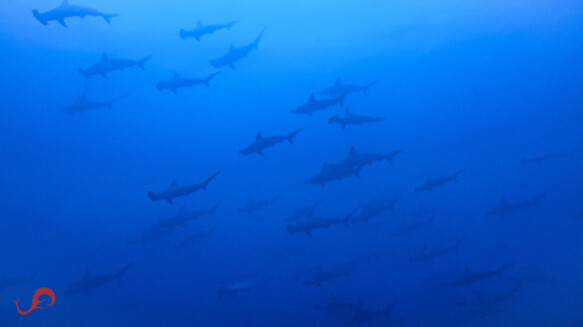 School of hammerhead sharks on Malpelo winter trip © Jamtsisu