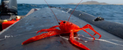 Tuna crab © Sten Johansson